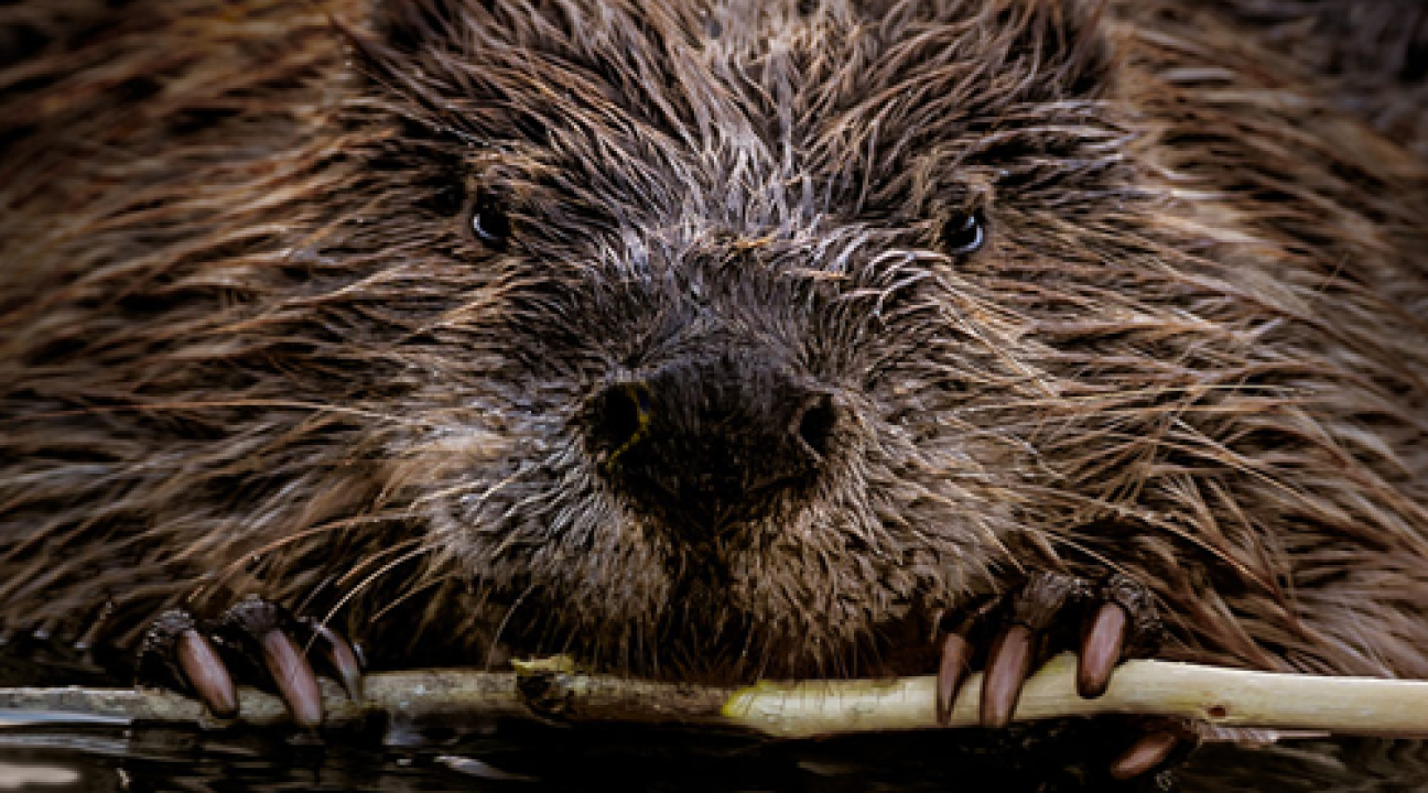 Beaver eating a stick