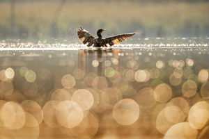 Duck taking flight from water