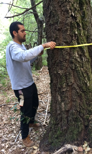 Student measuring tree girth