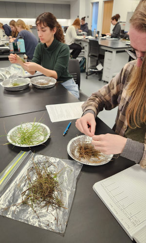 Students analyzing vegetation