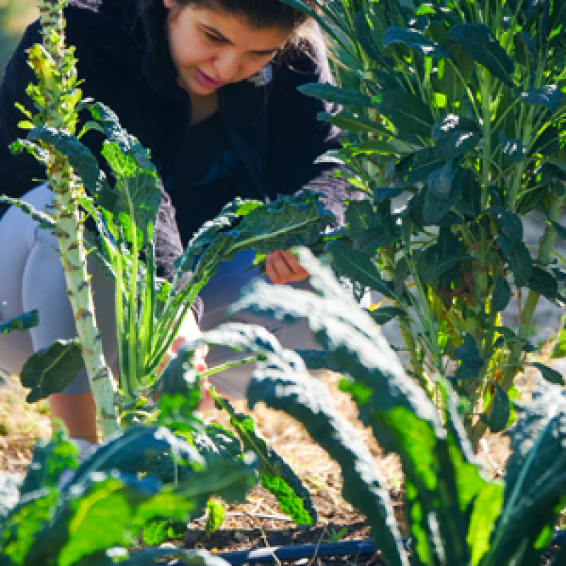Student harvesting kale in garden