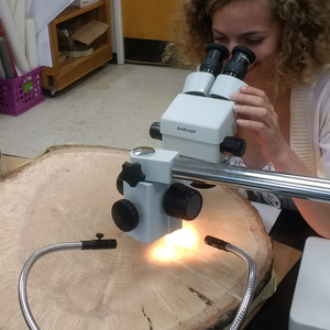 Person examining tree rings throught a scope