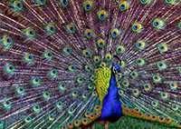 Peacock in full feather