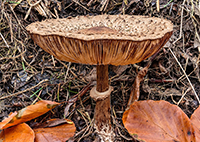 Earthy mushroom