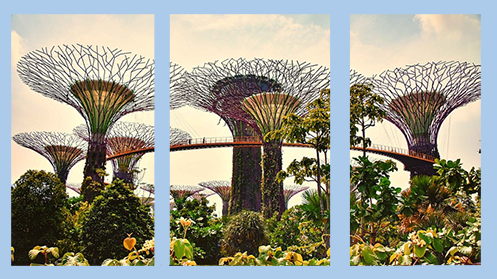 Singapore Trees