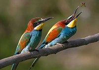 European bee-eater birds