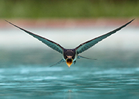 Swallow
