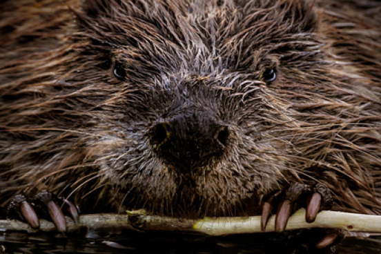 Beaver eating a stick