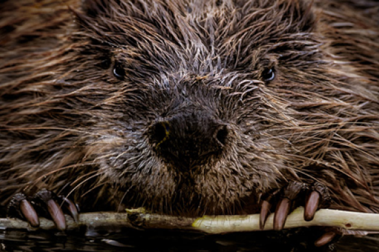 Beaver Beaver eating a stick