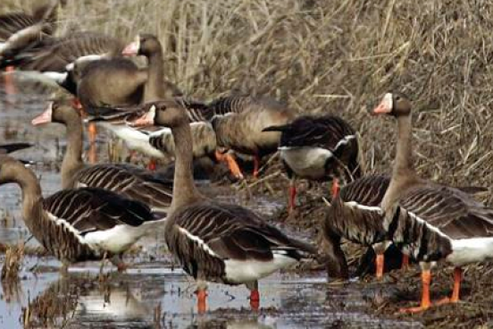 Waterfowl on ricelands Waterfowl on ricelands