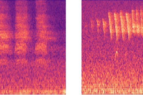 Visual renditions of bird call patterns