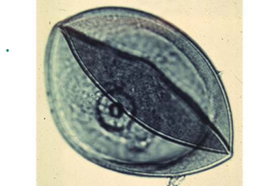 Maize Pollen