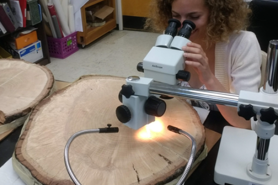 Student analyzing tree ring data