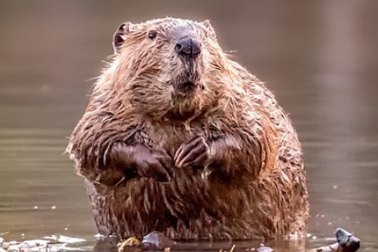 Beaver sitting up in pond