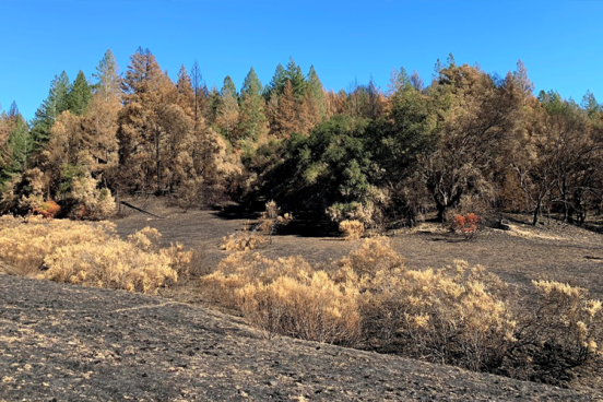 Fire landscape