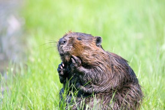 Beaver in the Grass