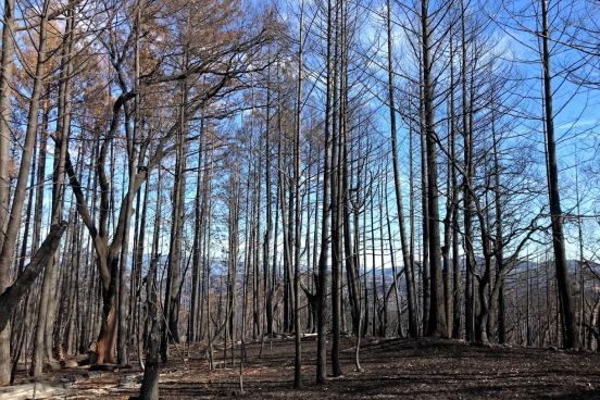 burned trees