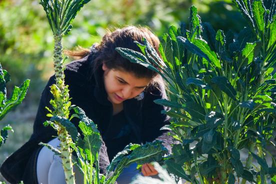 Student harvesting kale