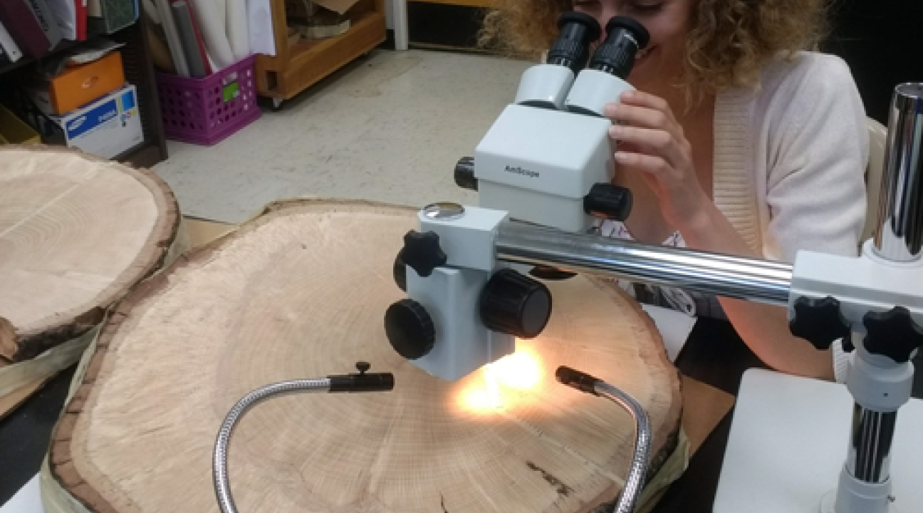 Student analyzing tree ring data
