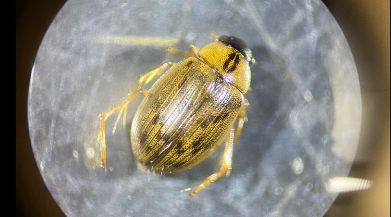 Closeup of a beetle
