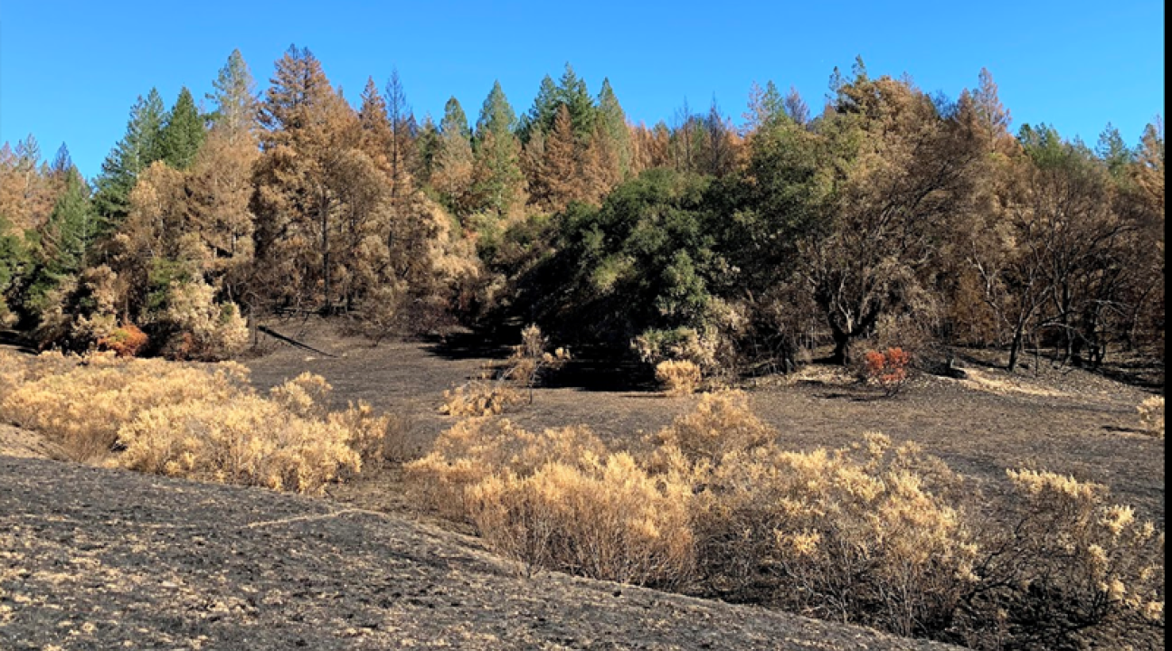 Fire landscape