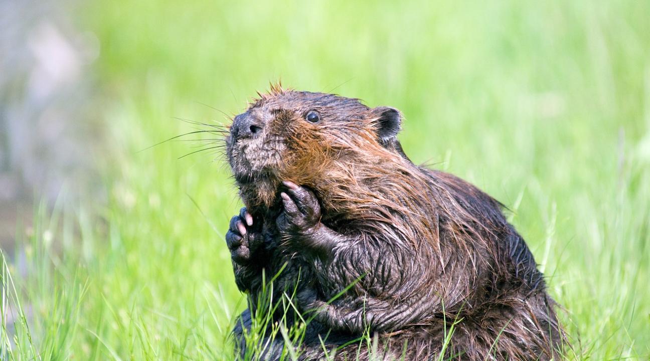 Beaver in the Grass