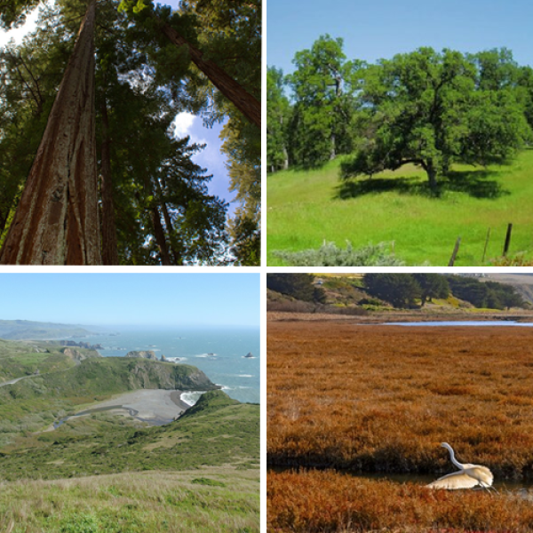 Four photos showing redwoods, oak woodland, coastal praire and wetlands