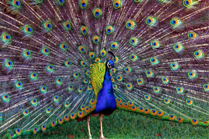 Peacock