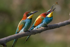 Two birds on a branch