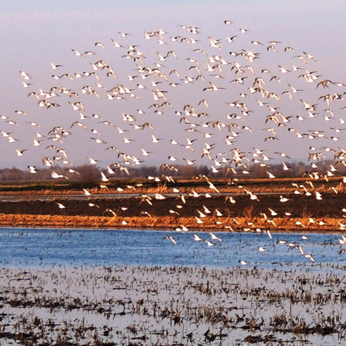 Shorebirds on Ricefields in California