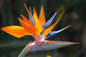 Bird of paradise flower