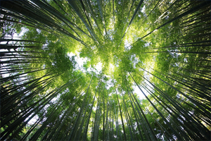 Looking up to sky through trees