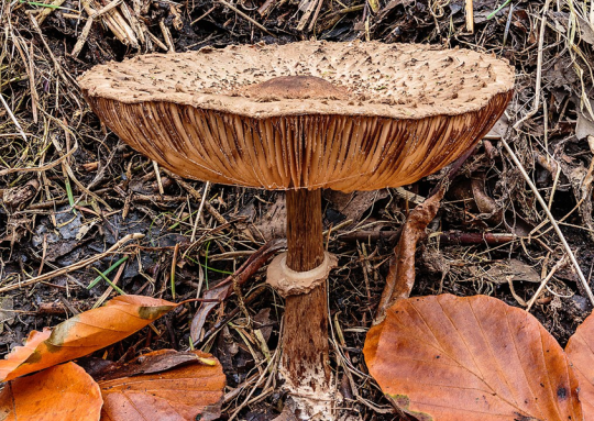 Mushroom