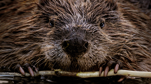 Beaver eating a stick