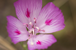 Clarkia Flower
