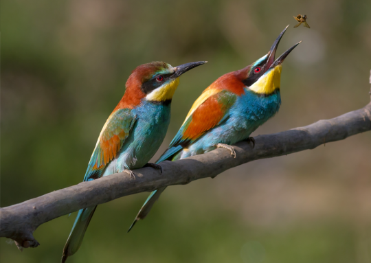Two Bee Eater Birds