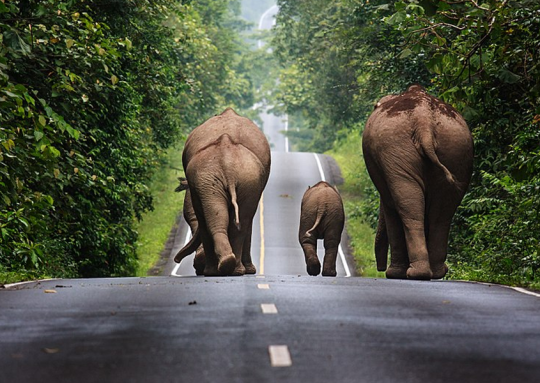 Elephants