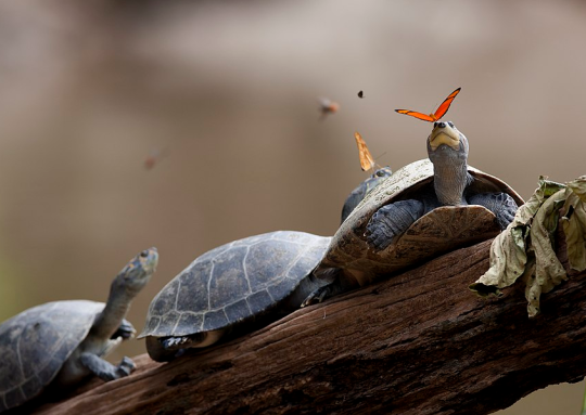 Turtles