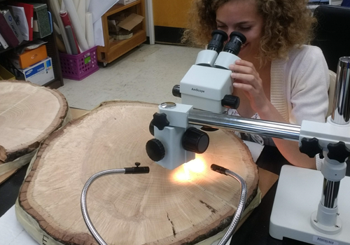 Student analyzing tree ring data