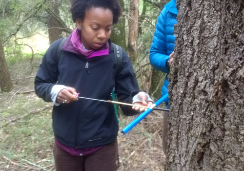 Student collecting tree ring data