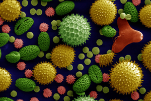 Microscopic pollen