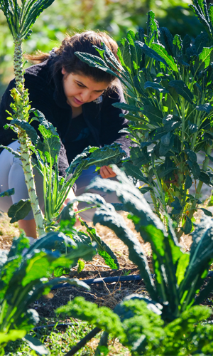 Student harvesting kale in garden