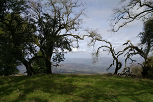Landscape view from Fairfield Osborn Preserve