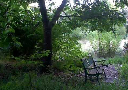 Native Plant Garden with bench