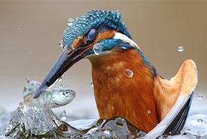Kingfisher bird catching a fish
