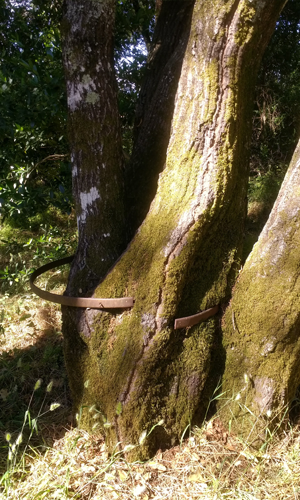 Closeup of tree trunks with measuring band