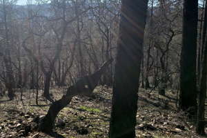 Landscape showing remnants of a wildfire