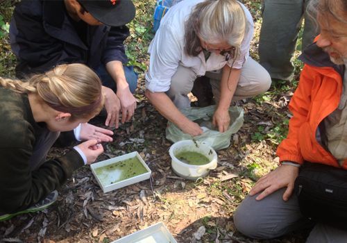 Students examining various organisms in water samples