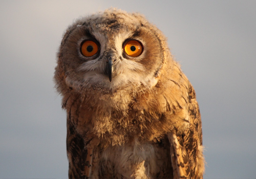 Owl looking at the camera