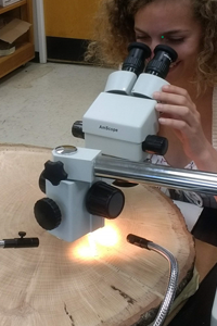 Person examining tree rings through a scope